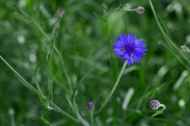 gros plan de fleur de bleuet bleu dans le champ d'été