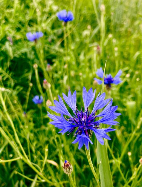 Gros plan sur une fleur de bleuet bleu Herbe de bleuet bleu ou fleur de bouton de baccalauréat Photo macro de fleurs de maïs