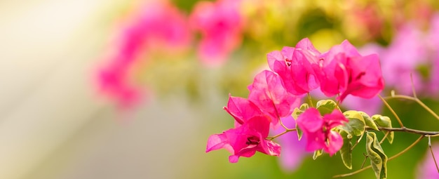 Photo gros plan de fleur de bougainvillier rose rouge en utilisant comme arrière-plan la flore naturelle des plantes écologie concept de page de garde