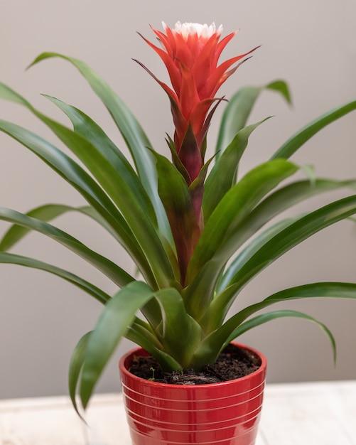 Gros plan sur fleur de Bromeliaceae en pot