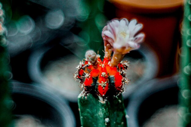 Gros plan d'une fleur de cactus torche rouge en fleurs