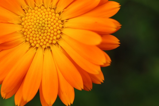 Gros plan de fleur de calendula orange