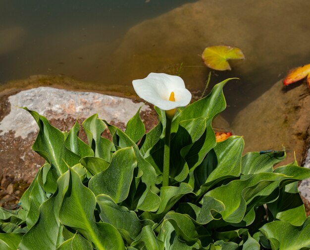 Gros plan de la fleur de Calla près de l&#39;étang un jour d&#39;été