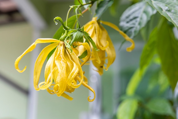 Gros plan d'une fleur de Cananga odorata avec la feuille après la pluie.