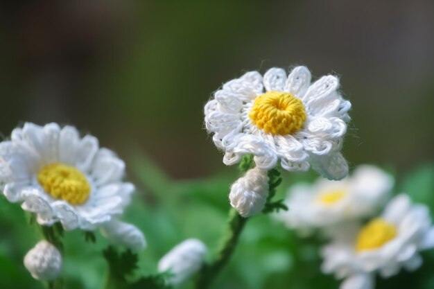 Un gros plan d'une fleur avec un centre jaune