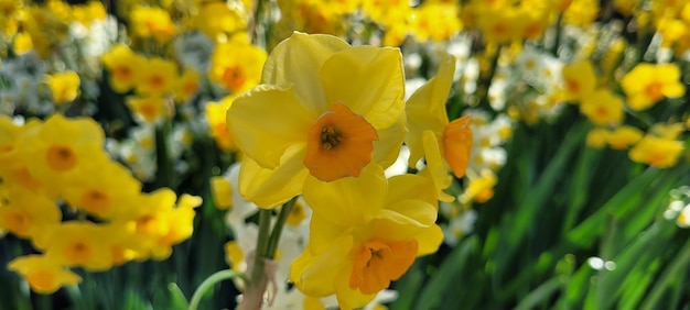 Photo un gros plan d'une fleur avec un centre jaune