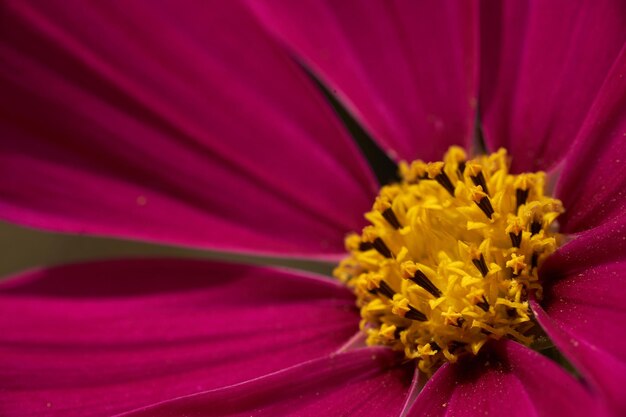 Un gros plan d'une fleur avec le centre jaune.