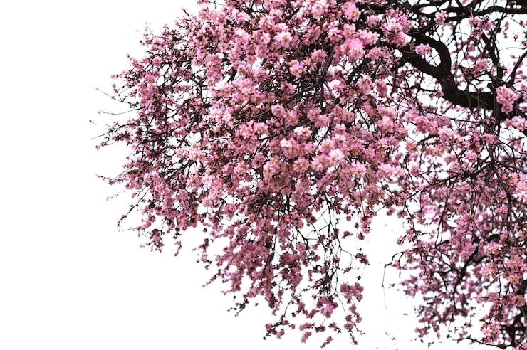 Photo un gros plan de la fleur de cerisier contre un ciel dégagé