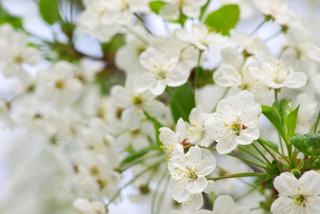 Gros plan de la fleur de cerisier de printemps