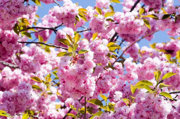 Gros plan de la fleur de cerisier de printemps