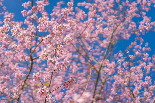 Gros plan de fleur de cerisier sauvage de l'Himalaya au parc