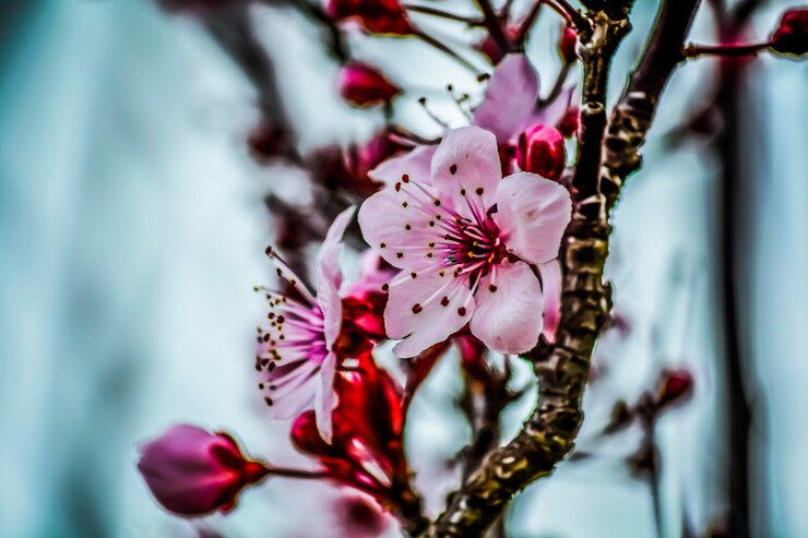 Photo un gros plan de la fleur de cerisier
