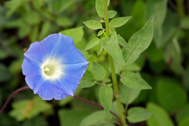 Gros plan de fleur de champ bleu