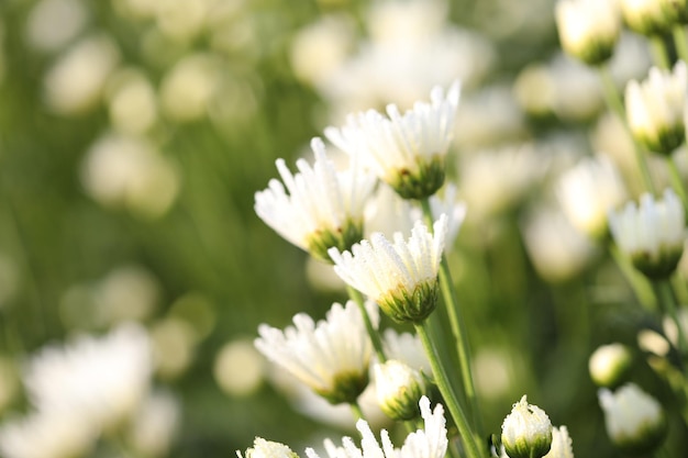 Gros plan de fleur de chrysanthème blanc jeune