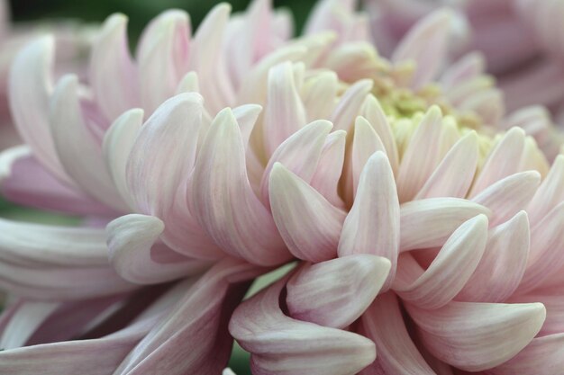 gros plan de la fleur de chrysanthème en fleur dans le jardin