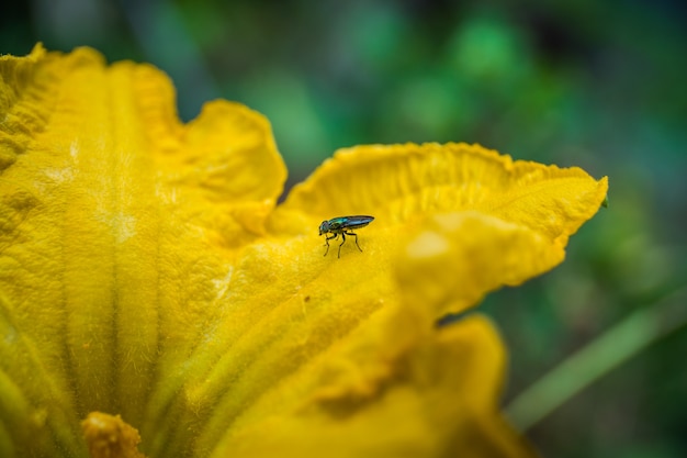 Gros plan d&#39;une fleur de citrouille dans le jardin avec un insecte
