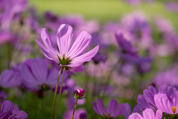 Gros plan fleur cosmos rose dans le domaine.