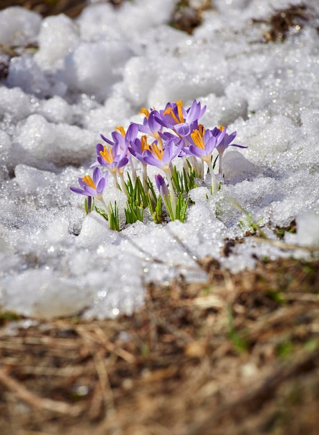 Gros plan fleur de crocus de printemps dans la fonte des neiges au soleil soleil