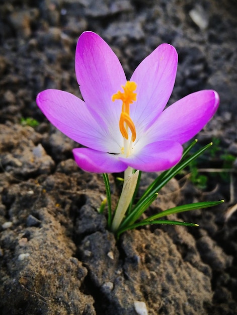 Photo un gros plan de la fleur de crocus rose