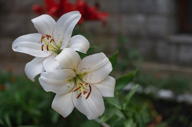 Gros plan fleur dans le jardin