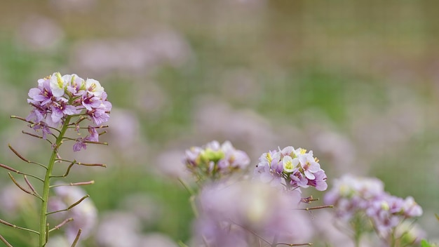 Gros plan avec fleur Diplotaxis erucoides le jour du printemps avec arrière-plan flou