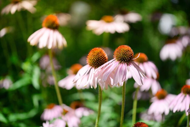 Un gros plan d'une fleur avec une échinacée rose