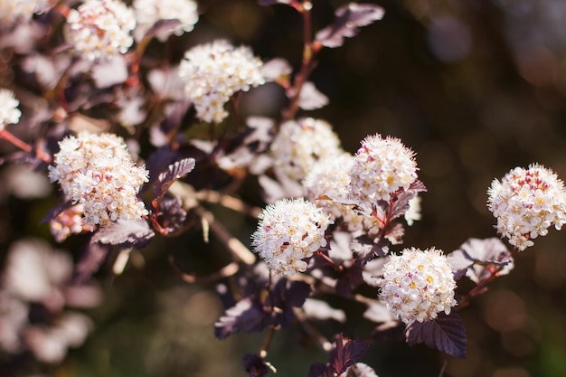 Gros plan d'une fleur épanouie pastel de printemps dans