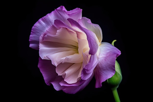 Un gros plan d'une fleur d'eustoma avec ses pétales délicats et ses couleurs vives en pleine vue