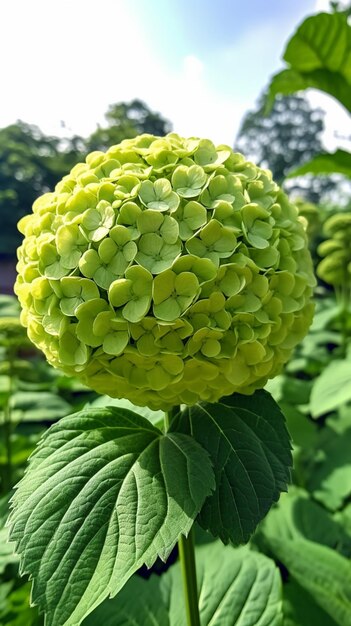 Photo un gros plan d'une fleur avec une feuille verte