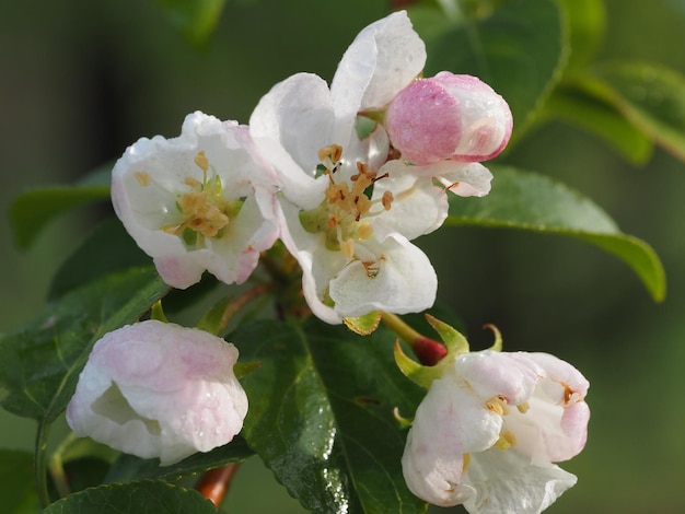 Un gros plan d'une fleur avec les feuilles de celle-ci