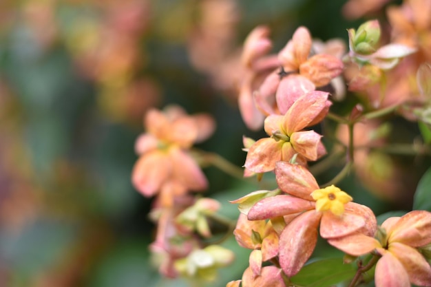 Un gros plan d'une fleur avec la fleur jaune