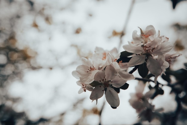 Gros plan d'une fleur en fleurs pastel printanière dans un verger