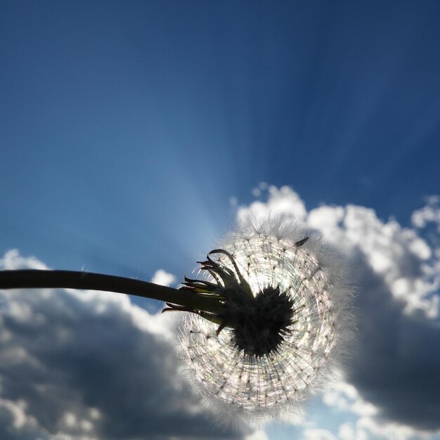 Photo un gros plan d'une fleur fraîche contre le ciel