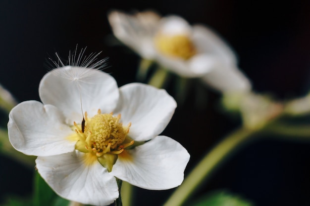 Gros plan d'une fleur de fraise blanche avec duvet de pissenlit