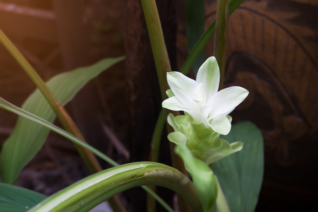 Gros plan de fleur galangale blanche