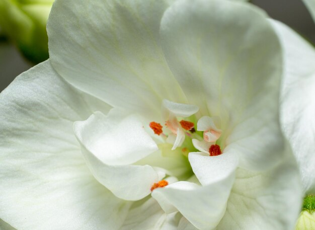 gros plan de fleur de géranium pour le fond