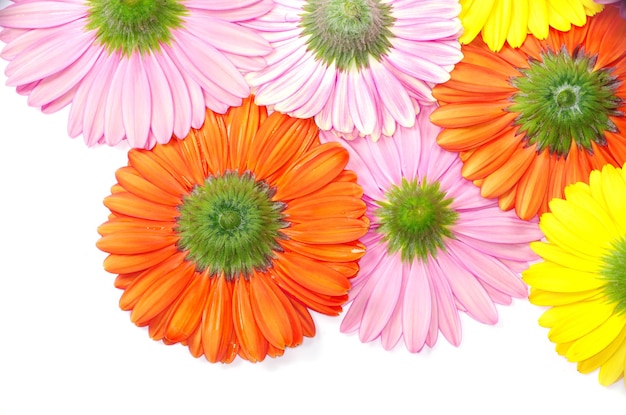 Gros plan de fleur de gerbera sur fond blanc