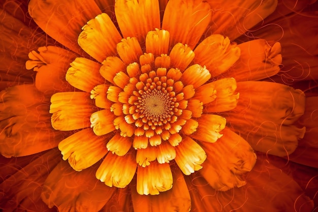 Gros plan de fleur de gerbera orange Floral background