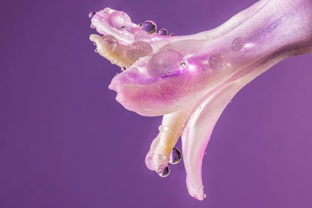 Un gros plan d'une fleur avec des gouttelettes d'eau dessus