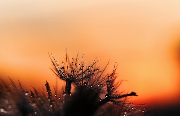 Un gros plan d'une fleur avec des gouttelettes d'eau dessus