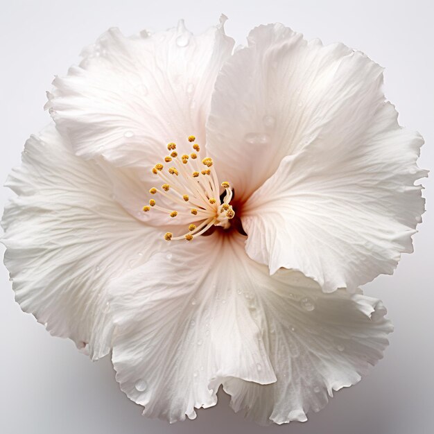 Un gros plan d'une fleur d'hibiscus blanc sur une table Image AI générative