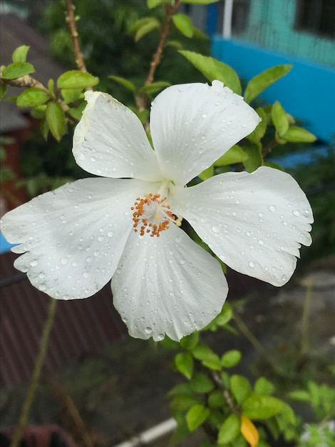 gros plan d'une fleur d'hibiscus