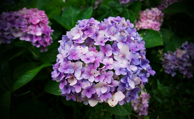 Gros plan de la fleur de Hortensia, fond de fleur de macrophalie de l&#39;Hydrangea.