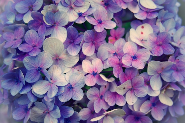 Gros plan de la fleur de Hortensia, fond de fleur de macrophalie de l&#39;Hydrangea.