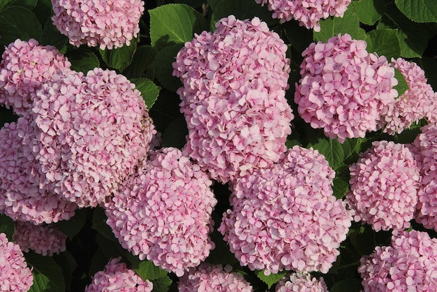 Gros plan fleur d'hortensia