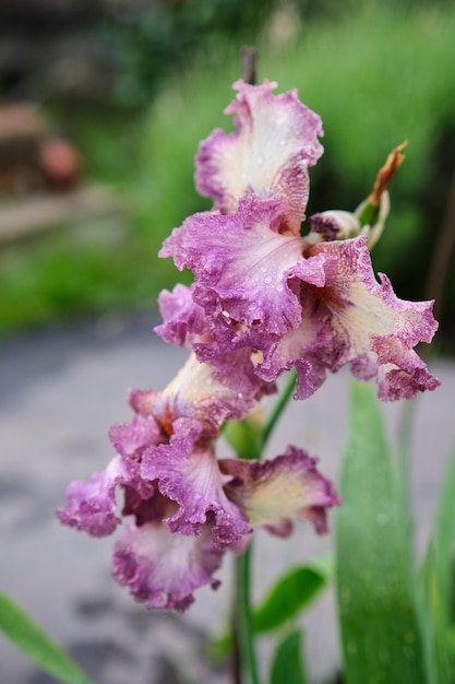 Gros plan d'une fleur d'iris barbu violet Iris germanica avec des gouttes de pluie sur fond naturel vert flou De belles fleurs colorées avec de la rosée poussent dans un jardin