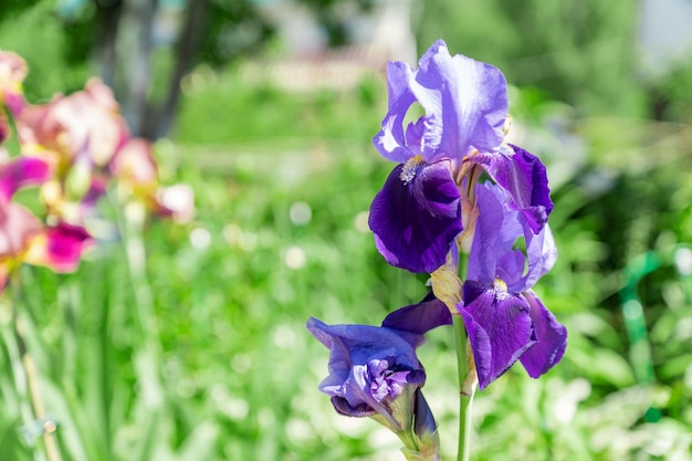 Gros plan sur une fleur d'iris à l'extérieur Fleur d'iris bleu dans le jardin Mise au point sélective