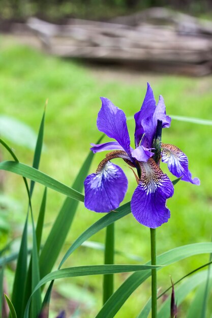 Gros plan de fleur d'iris de Sibérie bleu sur fond de jardin vert