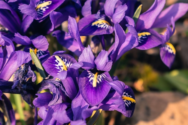 Un gros plan d'une fleur d'iris violet