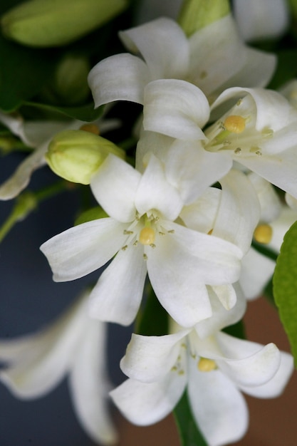 Gros plan de fleur de jasmin orange